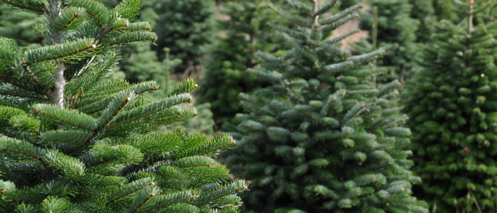 Making Your Artificial Christmas Tree Even More Real