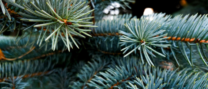 The King of Christmas Trees for Every Holiday Budget 