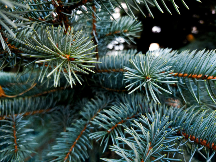 The King of Christmas Trees for Every Holiday Budget